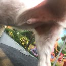 청춘애견 계룡점 이미지