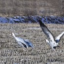 학-비상 이미지