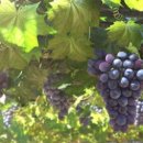 포도나무 이미지