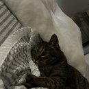 꼬들스맵족발 이미지