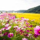 코스모스길 이미지