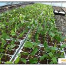 녹지농장 이미지