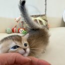 독스캣강아지고양이