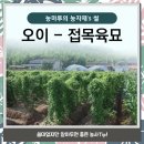 [11월 작물] 오이 - 접목육묘