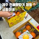 금동농장 | 제주도 감귤체험 3월 천혜향 따서 부모님 선물한 후기 제주 금동이네 감귤따기