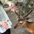 초미사슴 이미지