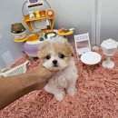 멍토피아 강아지분양 인천 본점 | 인천강아지분양 미니비숑 말티푸 푸들 말티즈 포메라니안 분양 후기