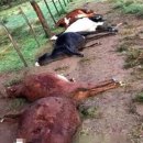 방목농장 이미지