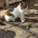 독골닭집 이미지