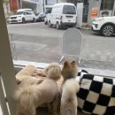 땡큐 베리 도그 이미지