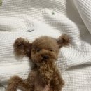 공방 나른한강아지 이미지