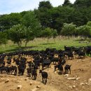 하늘마루염소목장 이미지