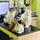 누리동물병원 이미지