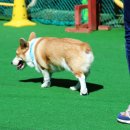 강아지 천국 이미지