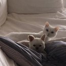 대창약국 이미지