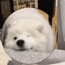[후기] 애플 기프트카드로 유튜브 프리미엄 인도 우회 결제하기