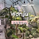 주주하우스 | 원주개업화분&amp;플랜테리어 주주꽃도매