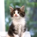 도레미캣 고양이분양 남양주 다산점 이미지