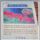 영광군 불갑산 연실봉 등산 - 전국 제일의 상사화 꽃 군락지 이미지