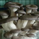 위대한밥상 이미지