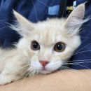 화순동물병원 이미지