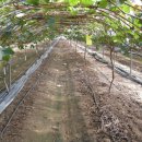 유창농장 이미지