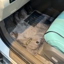 [ 카니발 하이리무진 ] 송도손세차 프리미엄 디테일링 작업과정 진짜 작업 후기