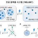 릴리저 뉴스1