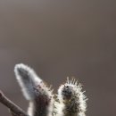 강아지천국 이미지