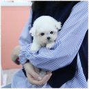 마마스미독 강아지분양 인천점 | 강아지분양 리얼한 강아지 분양 경험담: 마마스미독 인천점을 만나다!