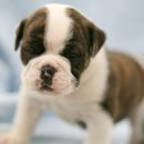 캐터리 플러스 이미지