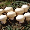 석탑 영농조합법인 이미지