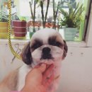 퍼피 인 어스 이미지