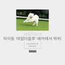 더블루 | [경기 고양] 일산 덕이동 애견카페 테일더블루 방문 후기