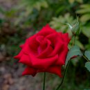 붉은 장미(Red Rose) 이미지