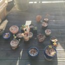 로즈마리 펜션 이미지