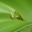 청개구리 이미지