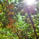 해도농장 이미지