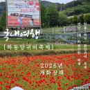 개화마을 | 5월 경남 축제 추천 하동 북천 꽃양귀비 축제 기본정보 개화상태