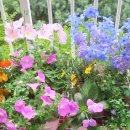 민들레화원 이미지