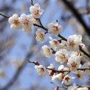 매화1길 이미지