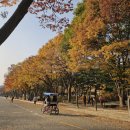 인천대공원 내 정문 호수정원 맞은편 | 인천대공원 단풍 실시간, 절기 입동 가을 풍경 인천 수목원, 인천대공원 주차