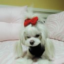 러블리 몽몽 이미지