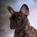 Jena house 이미지