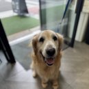 슈슈댕 구래점 이미지