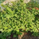 은혜농장 이미지