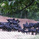 아침농장순창 이미지