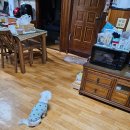 아띠그루밍 | 아띠그루밍에서 원흥동애견미용 리얼 후기!