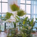 메이블룸(Maybloom) 네이버블로그