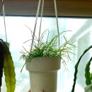 카스타나 이미지